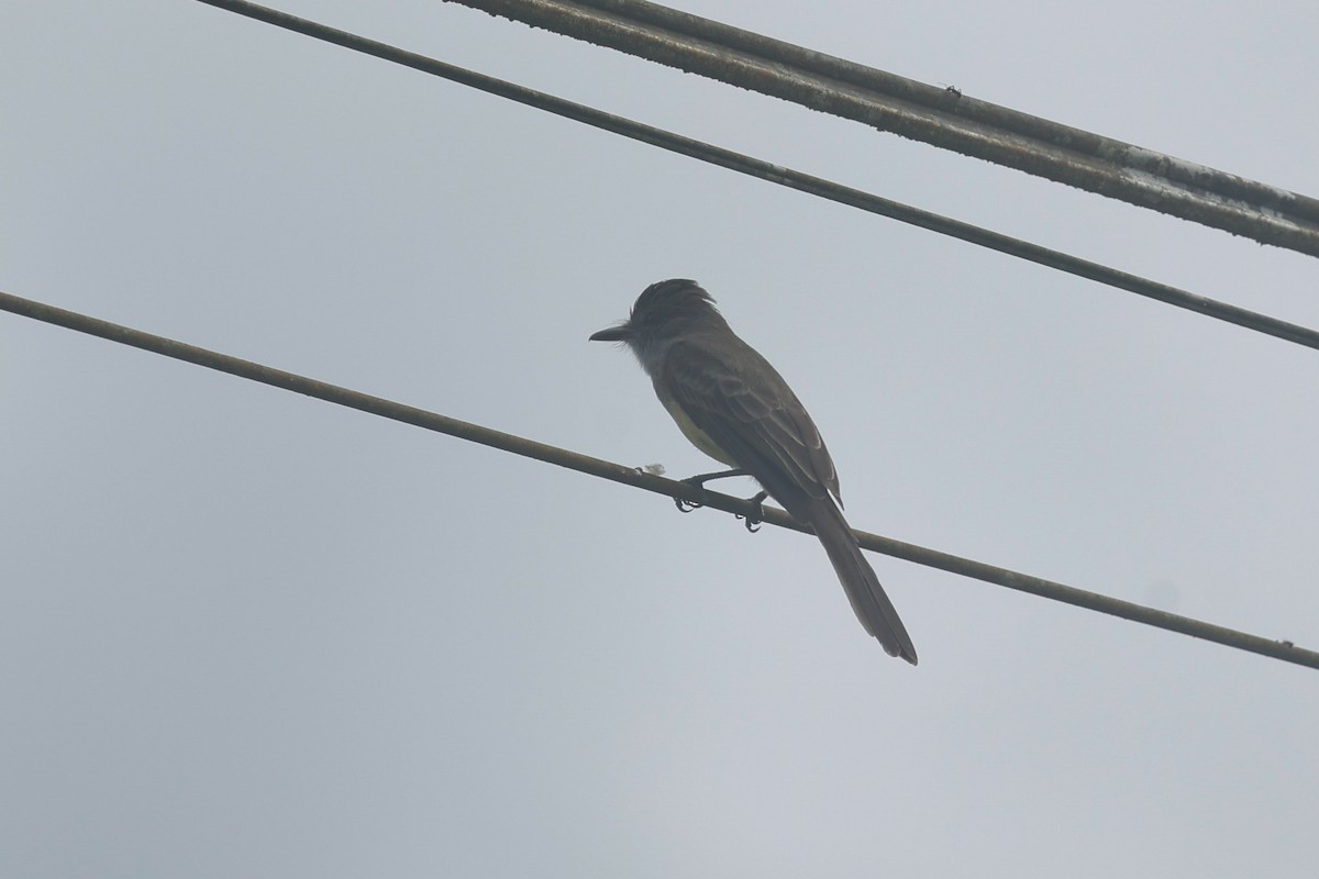 Short-crested Flycatcher - Tom Feild