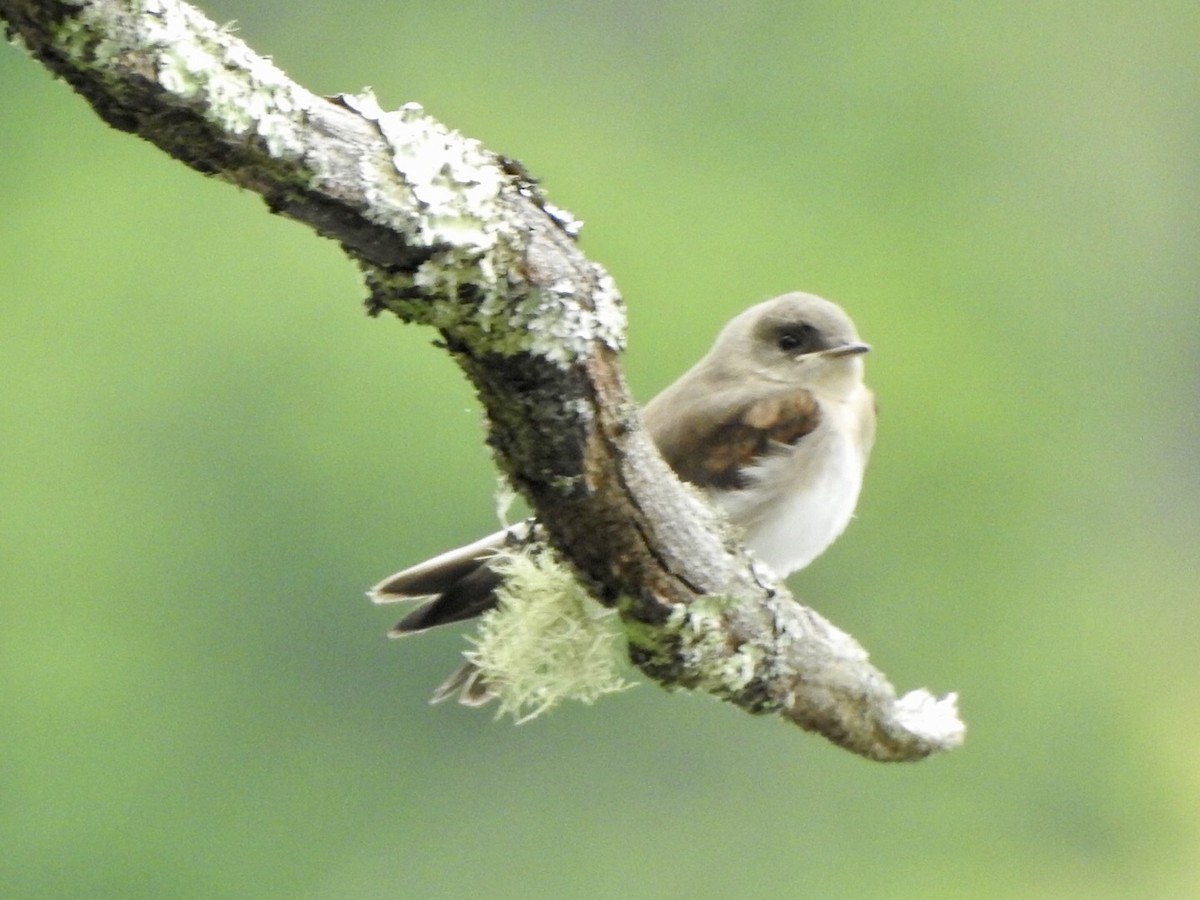 Golondrina Aserrada - ML620636961