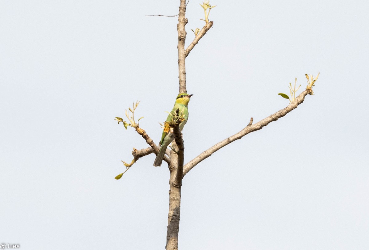 Asian Green Bee-eater - ML620636963