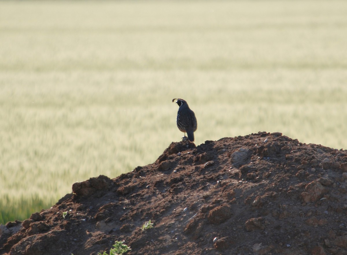 Gambel's Quail - Cal Stuebner