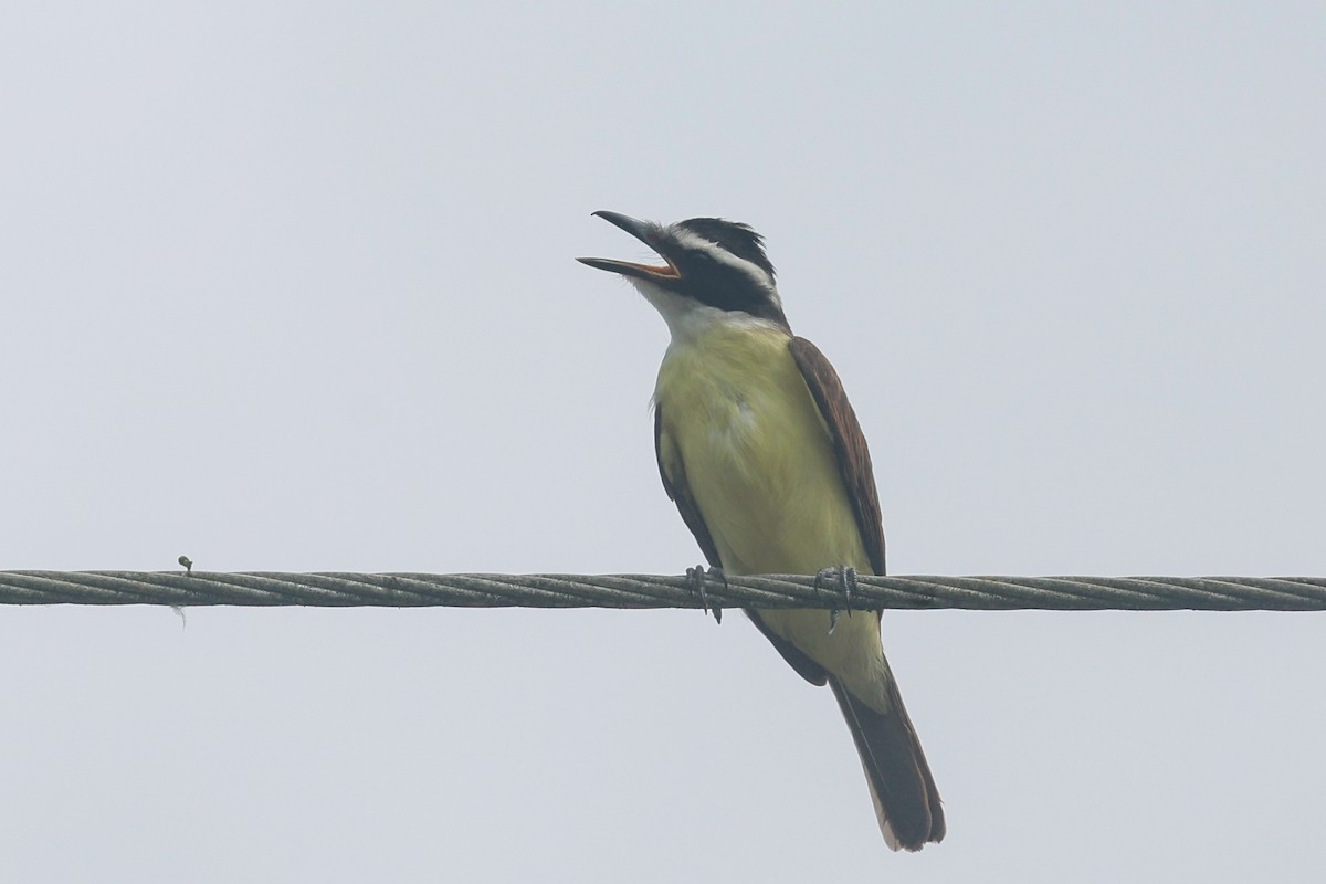 Great Kiskadee - ML620636967