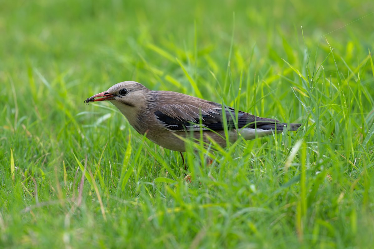 Red-billed Starling - ML620636968