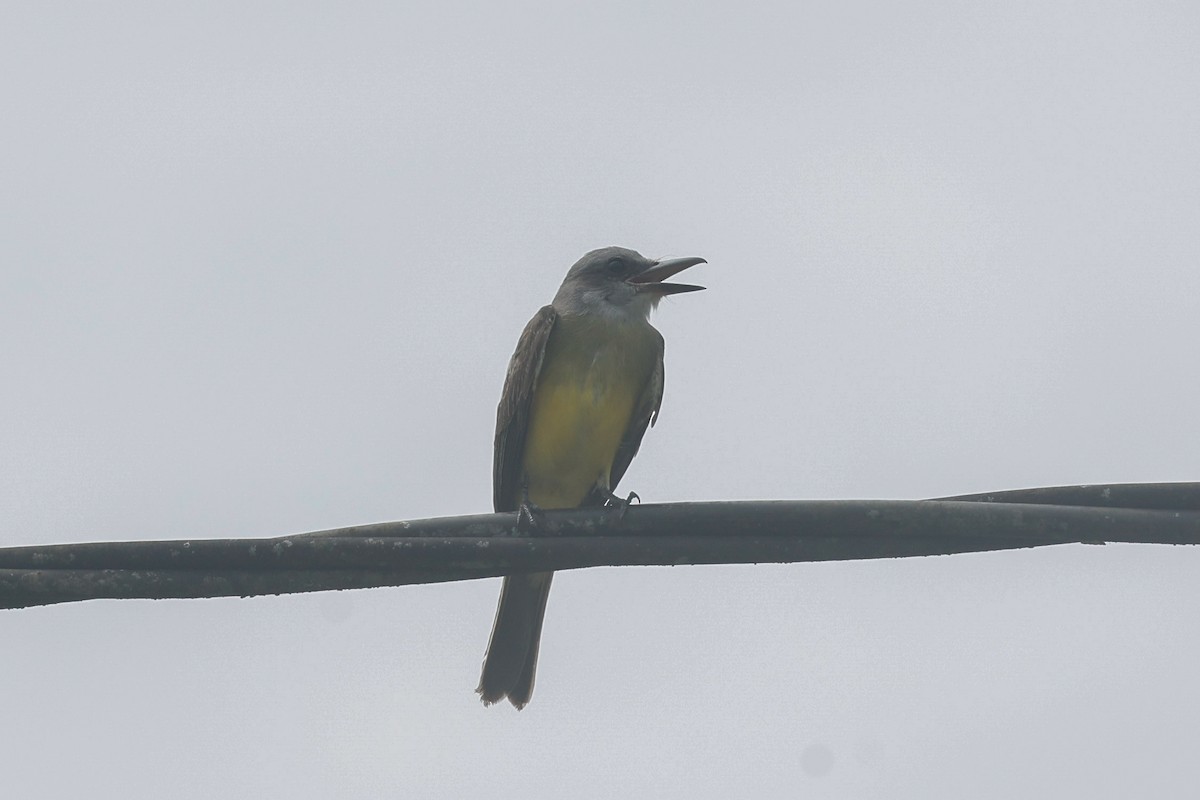 Tropical Kingbird - ML620636969