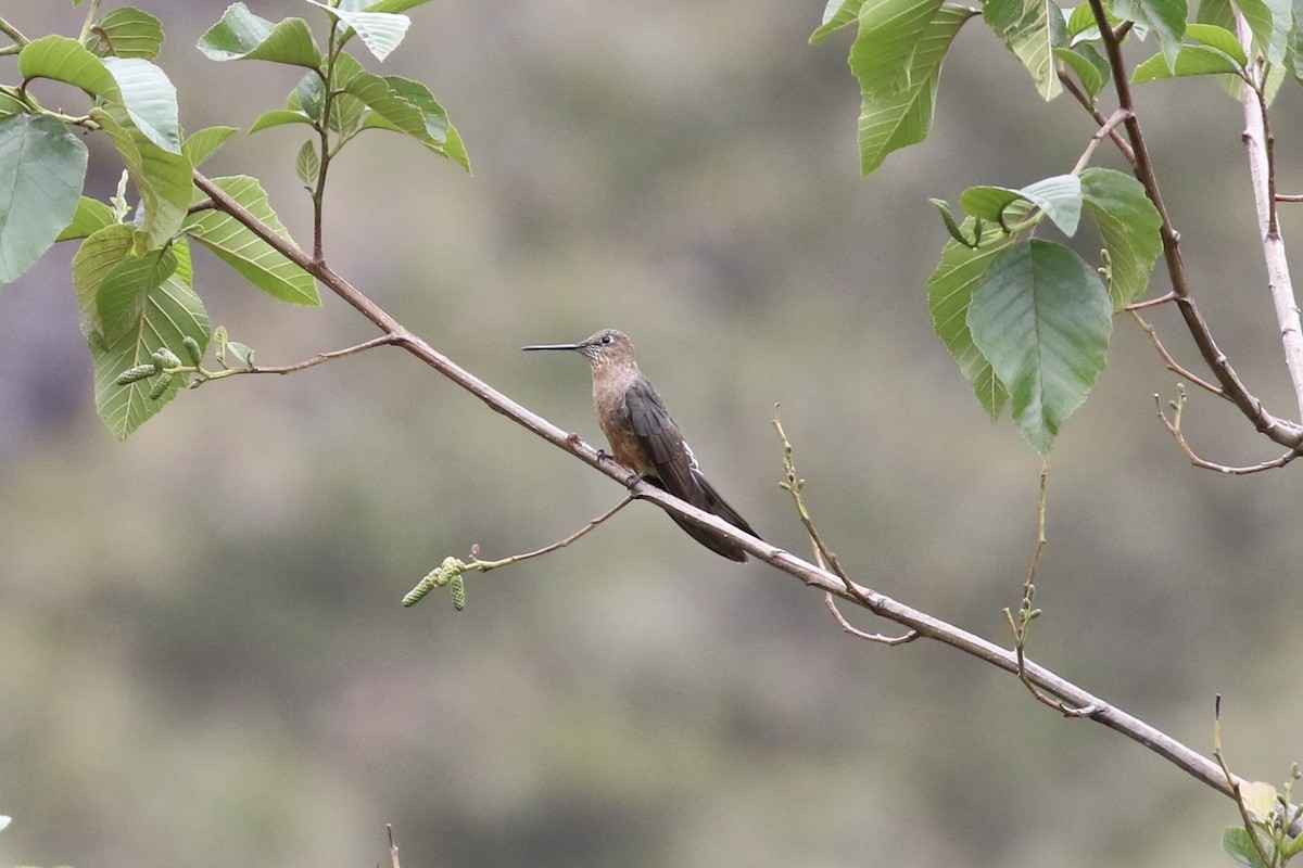 Giant Hummingbird - ML620636970