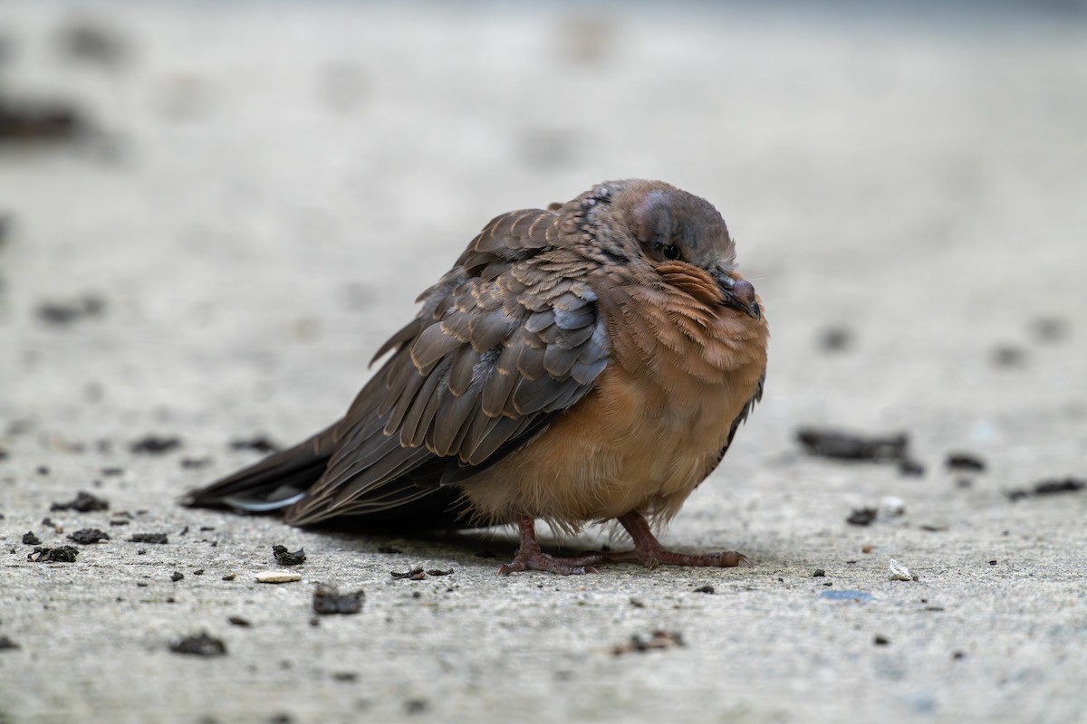 Spotted Dove - ML620636971