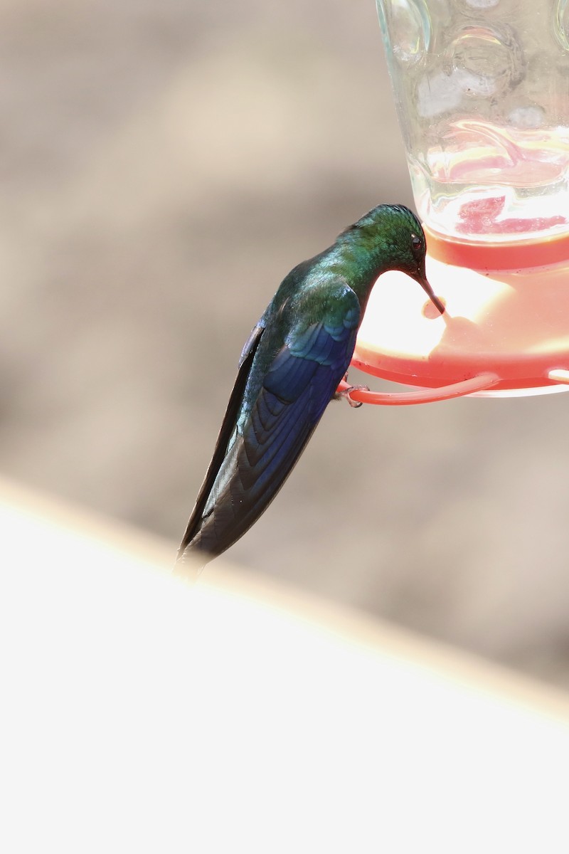 kolibřík modrokřídlý - ML620636973