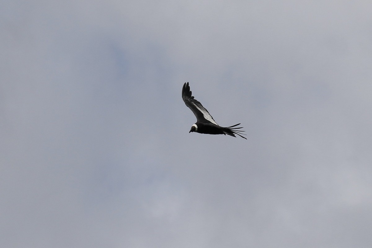 Andean Condor - ML620636976