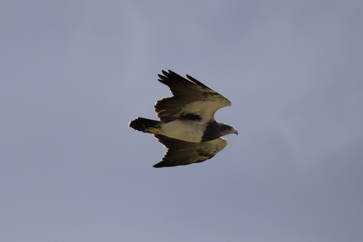 Black-chested Buzzard-Eagle - ML620636977