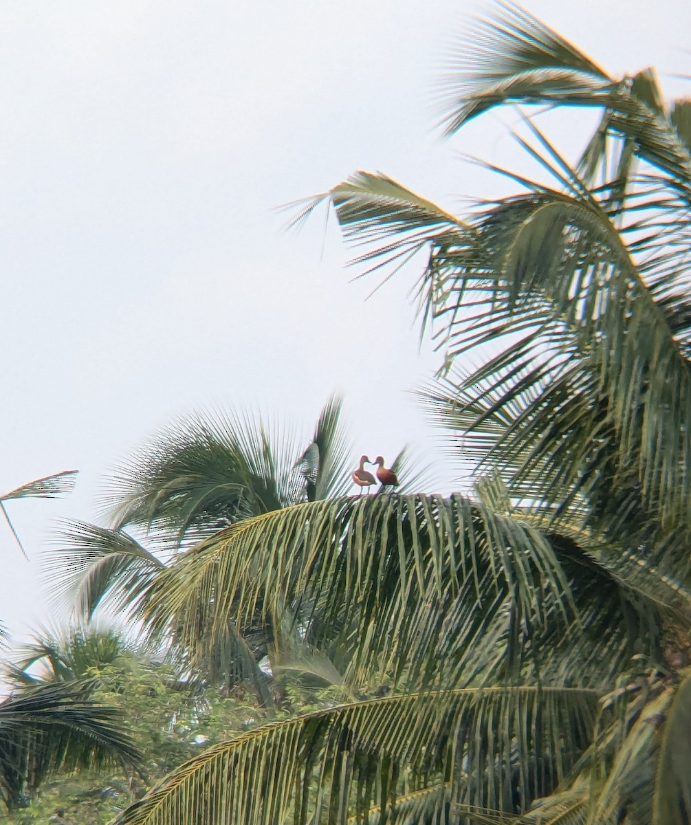 Lesser Whistling-Duck - ML620636982