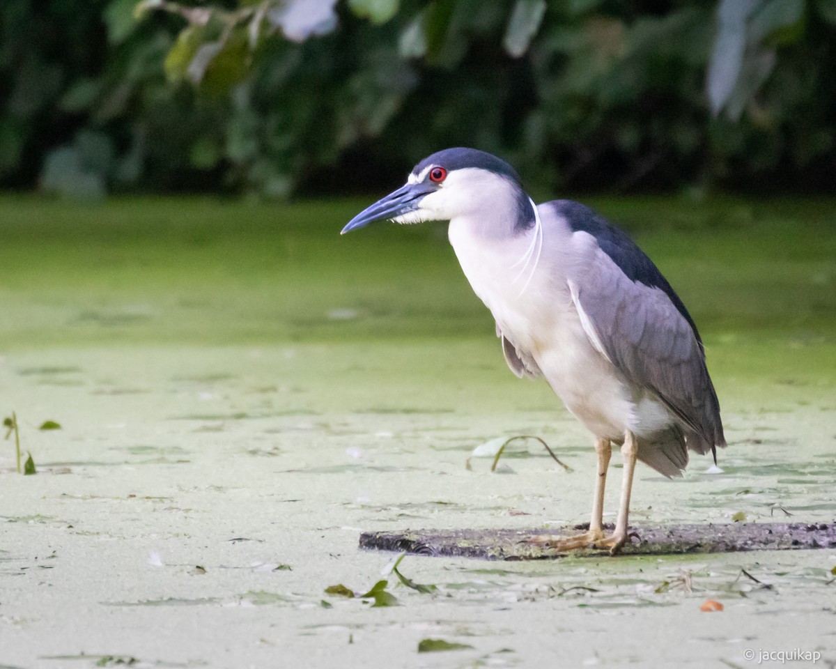 Black-crowned Night Heron - ML620636983