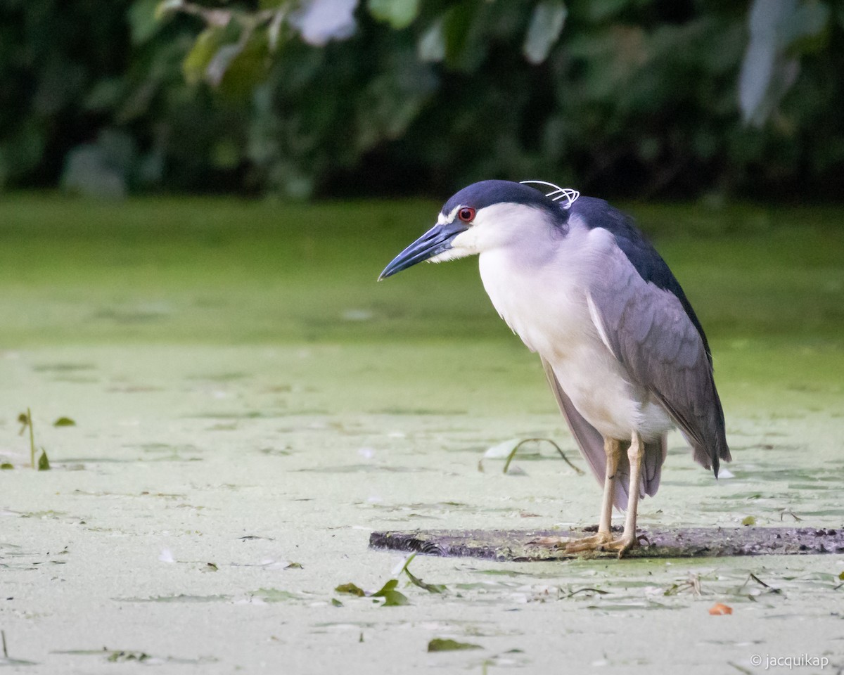 Black-crowned Night Heron - Jacqui Kaplan