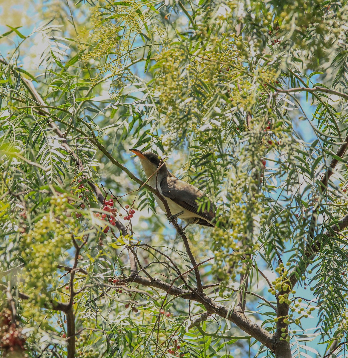 Yellow-billed Cuckoo - ML620636985