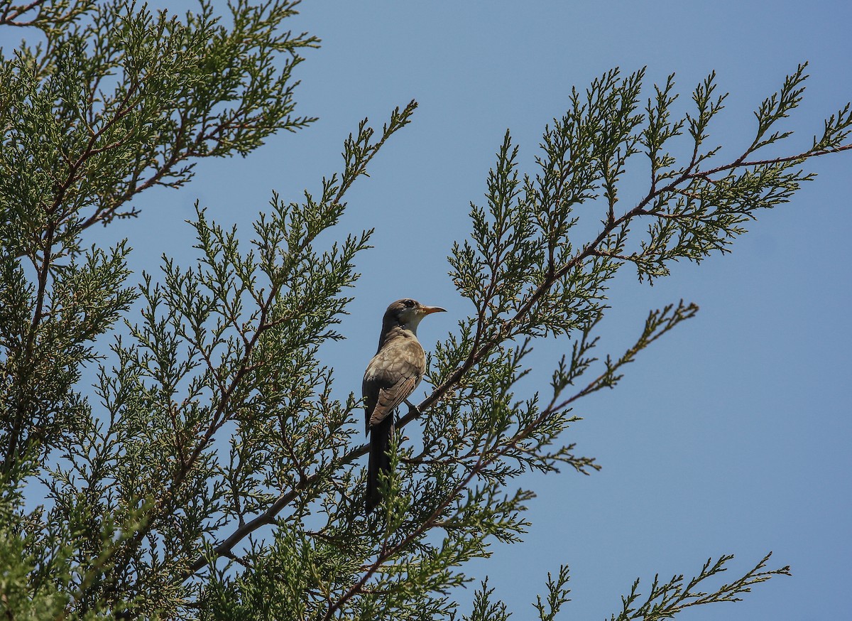 Yellow-billed Cuckoo - ML620636986