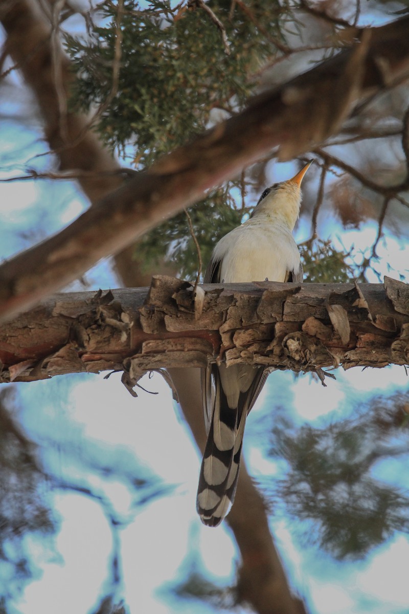 Yellow-billed Cuckoo - ML620636989