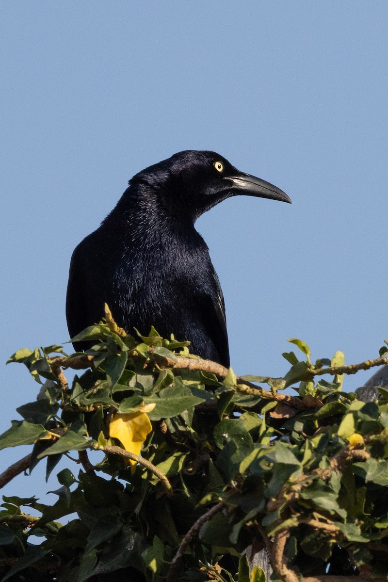 Great-tailed Grackle - ML620636990