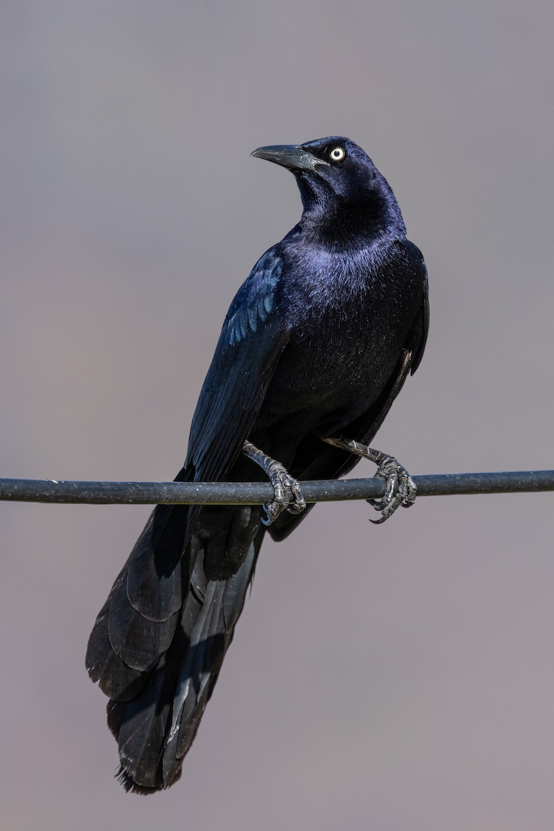 Great-tailed Grackle - ML620636991