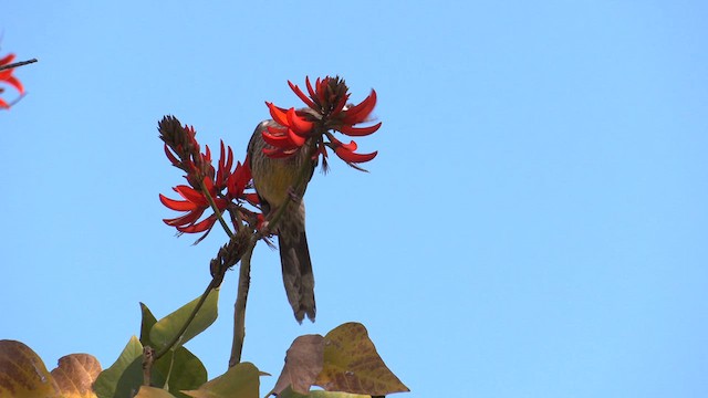 Red Wattlebird - ML620636992