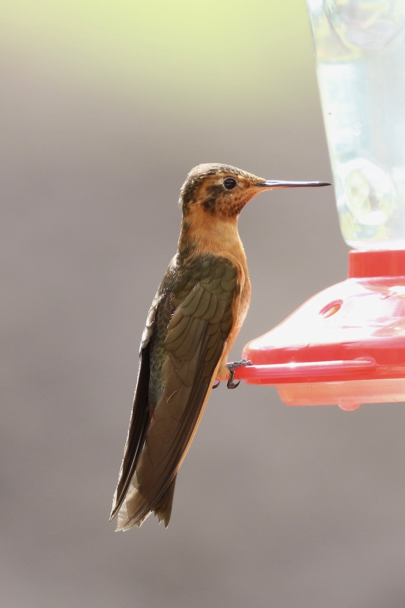 kolibřík duhovohřbetý - ML620636995