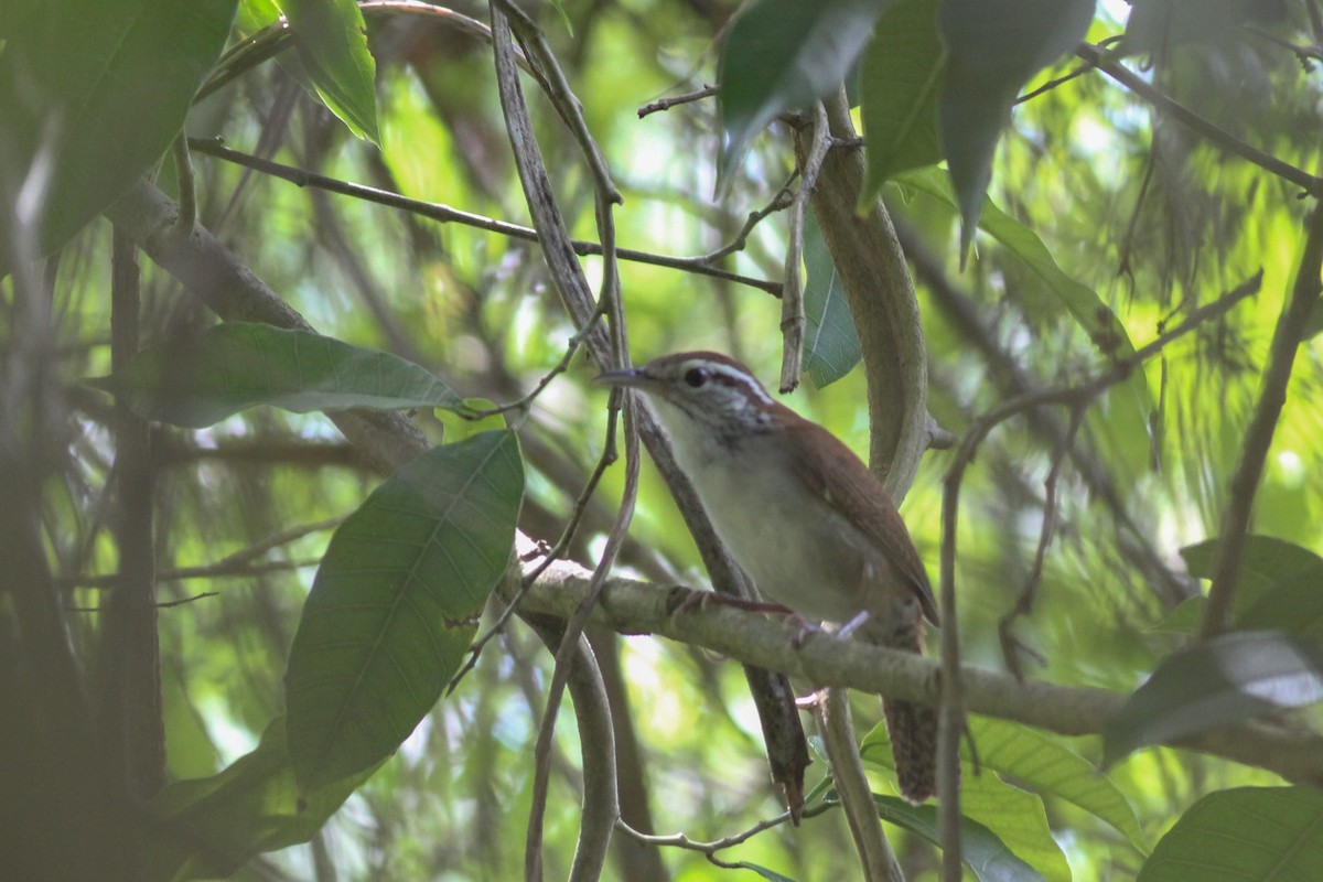 Rufous-and-white Wren - ML620636997