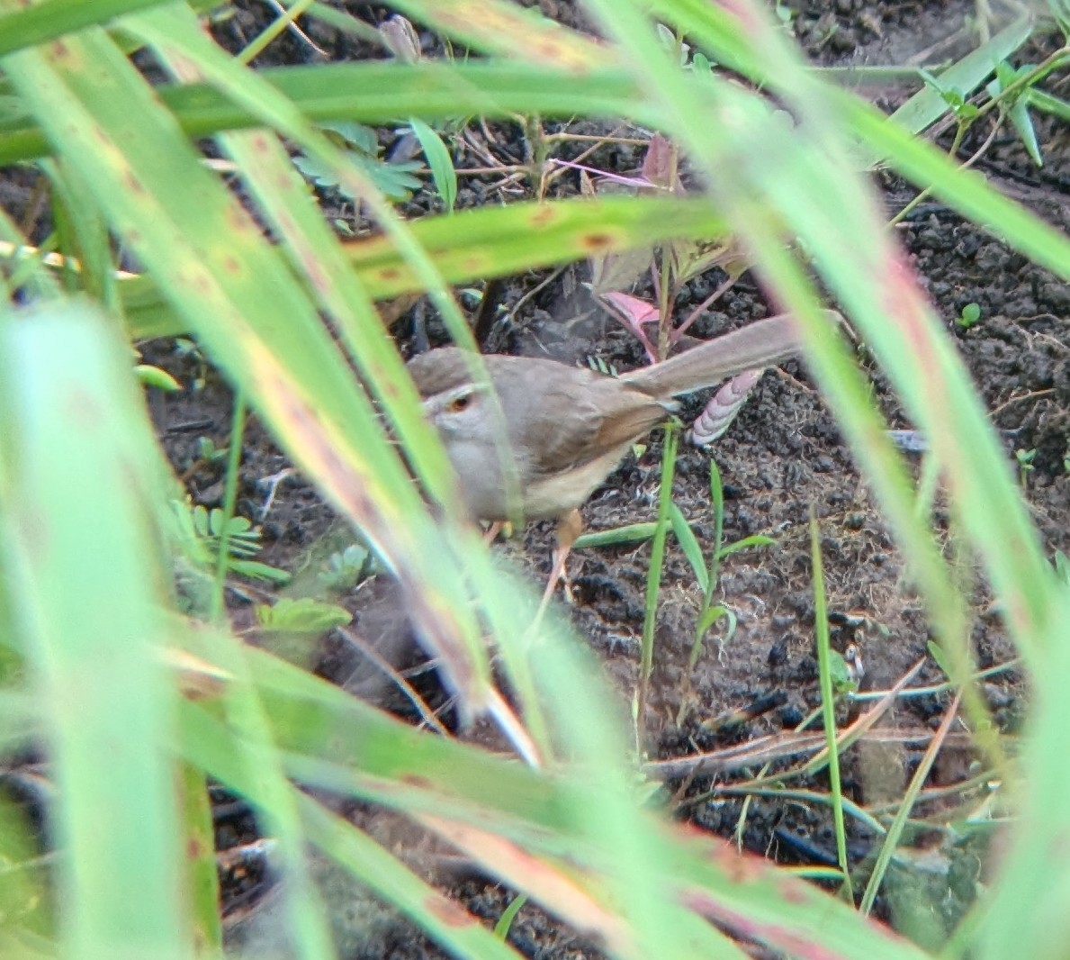 Prinia Sencilla - ML620637004