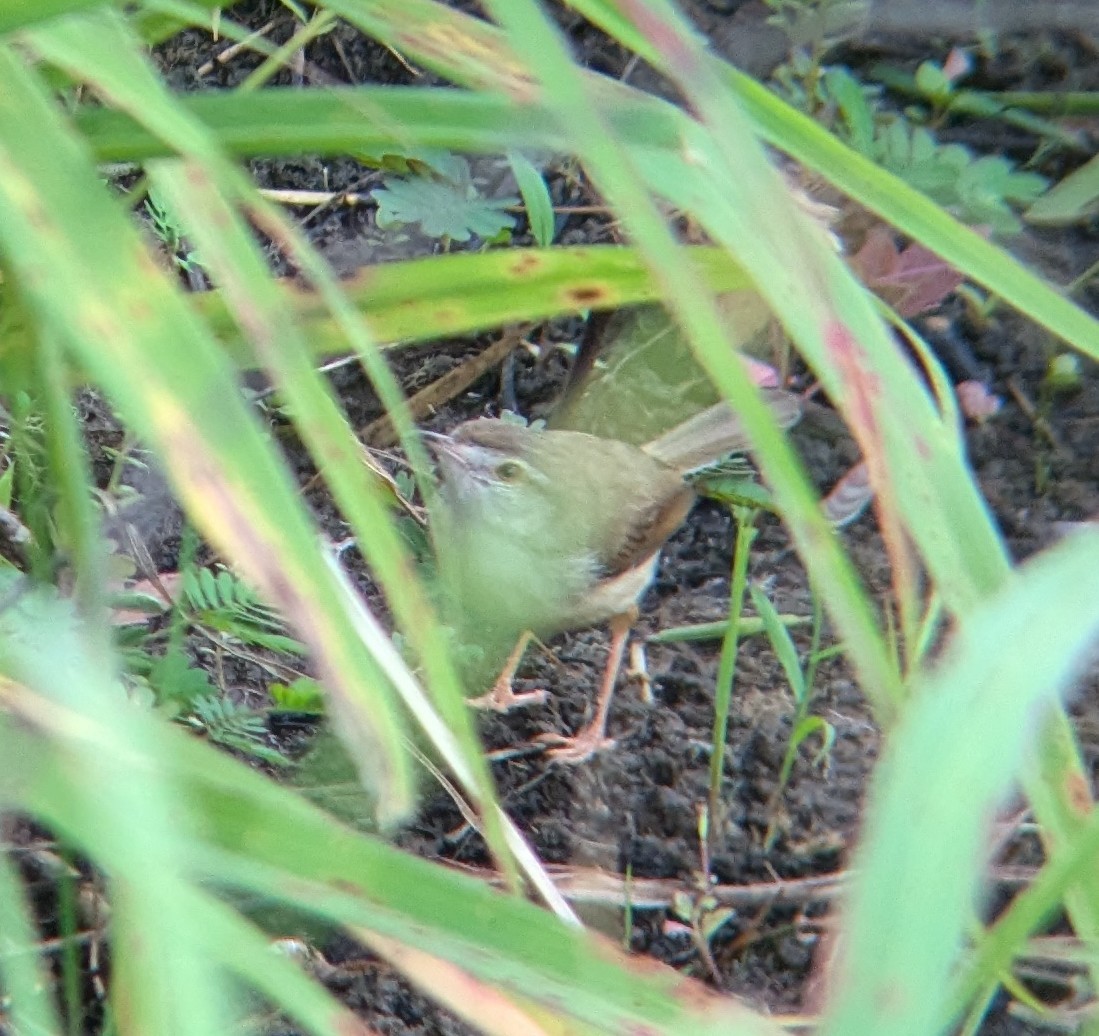 Prinia Sencilla - ML620637005