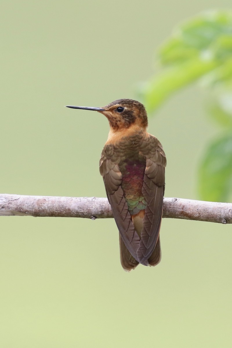 Colibri étincelant - ML620637007