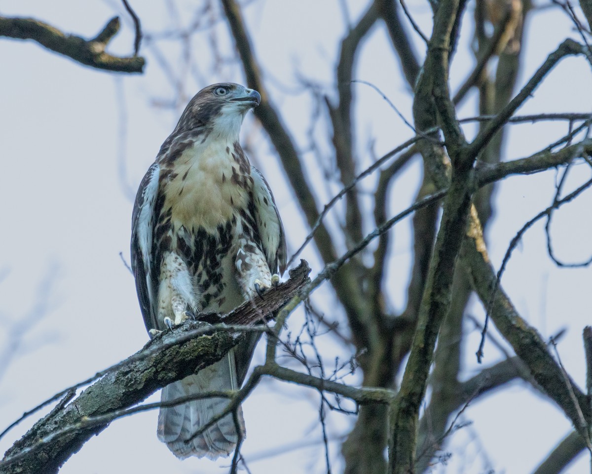 Red-tailed Hawk - ML620637014