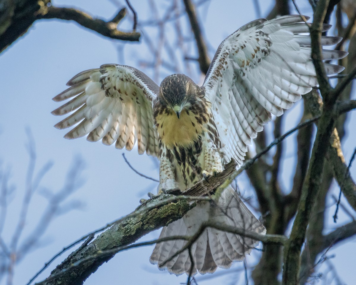 Red-tailed Hawk - ML620637015