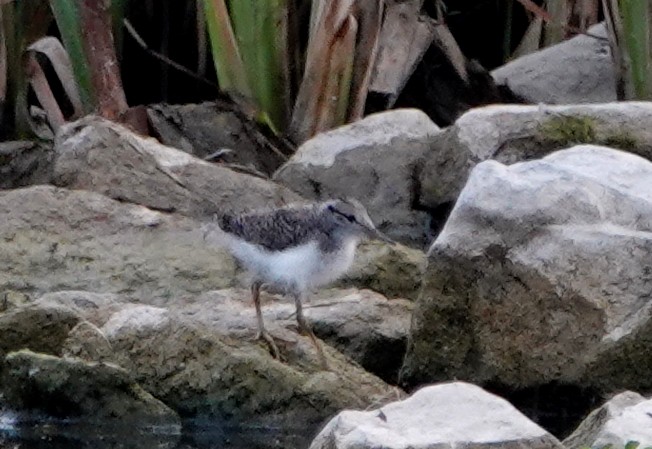 Spotted Sandpiper - Peter Blancher