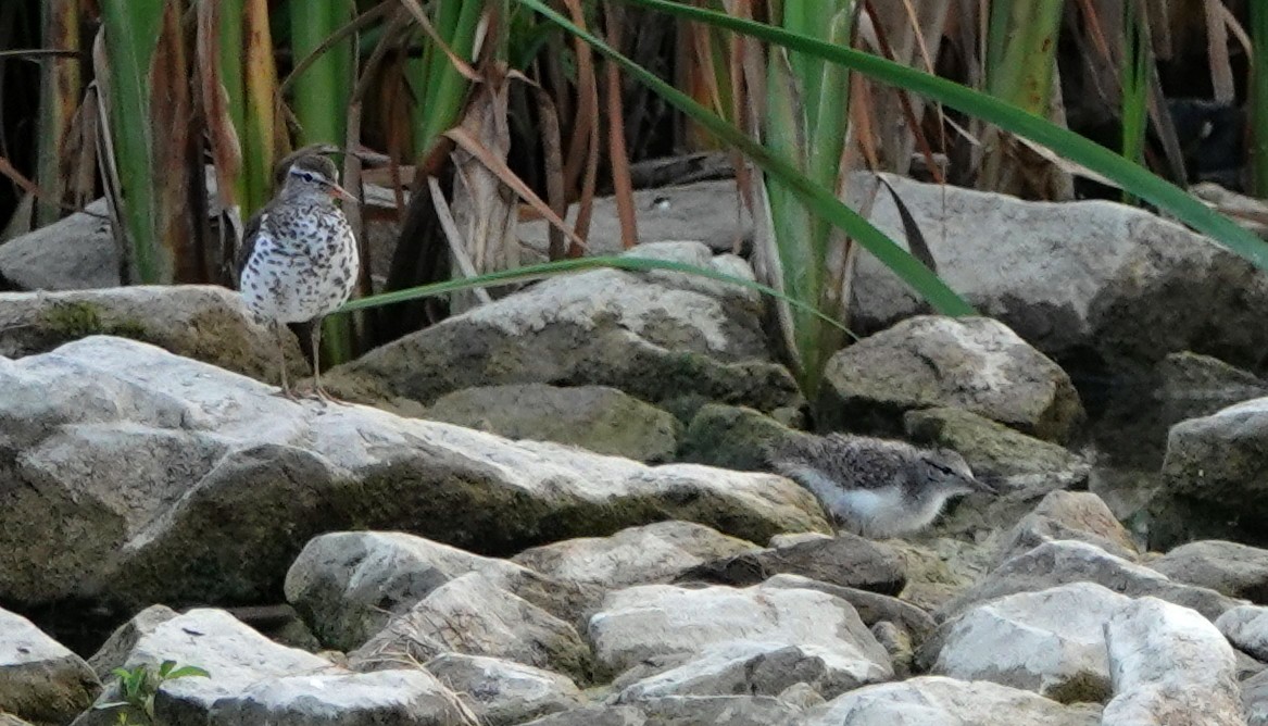 Spotted Sandpiper - ML620637018