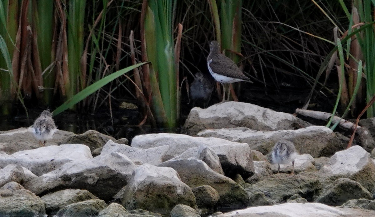 Spotted Sandpiper - ML620637019