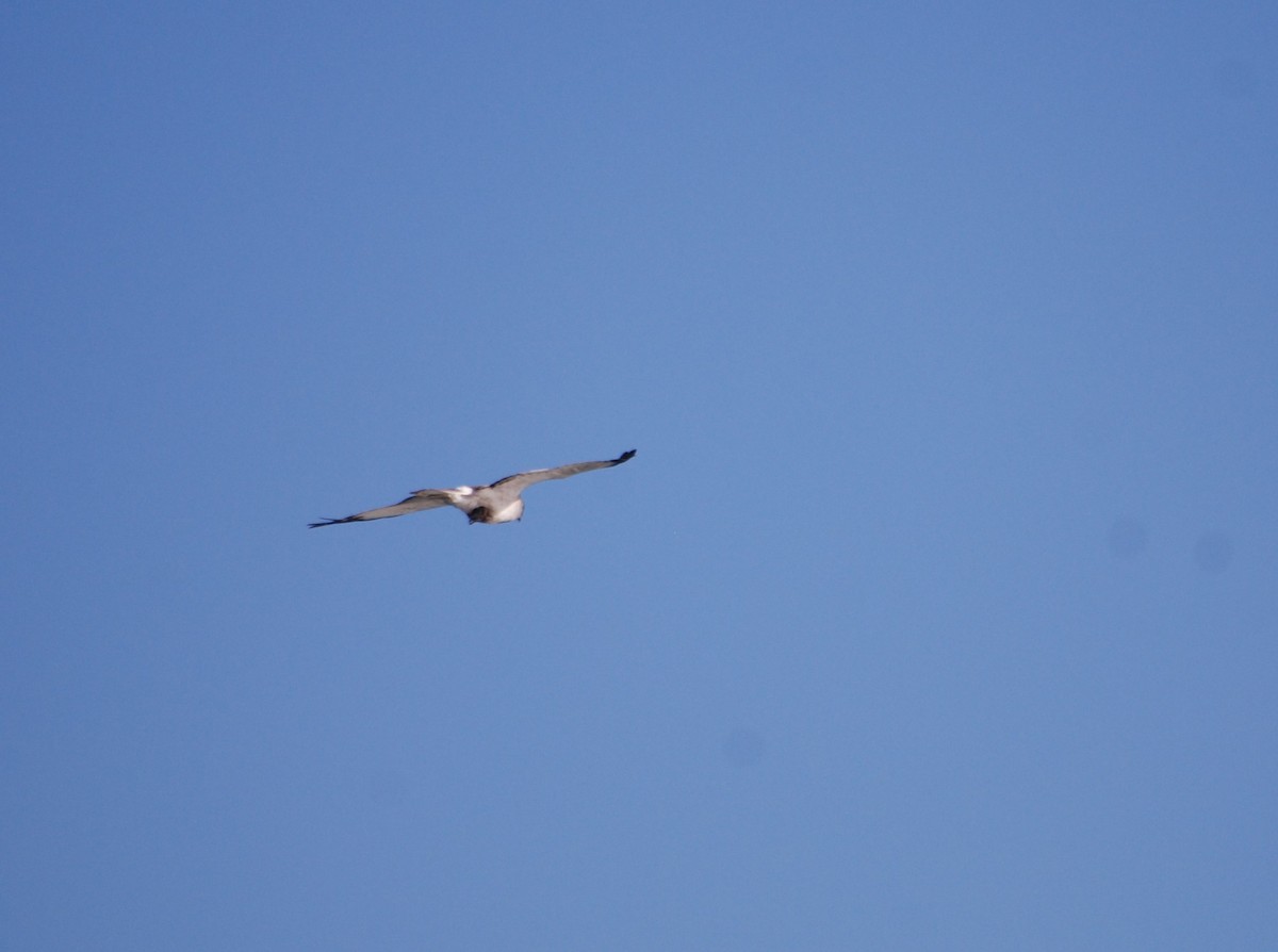 Northern Harrier - ML620637021