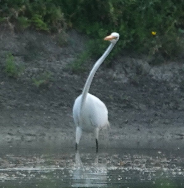 Great Egret - ML620637023