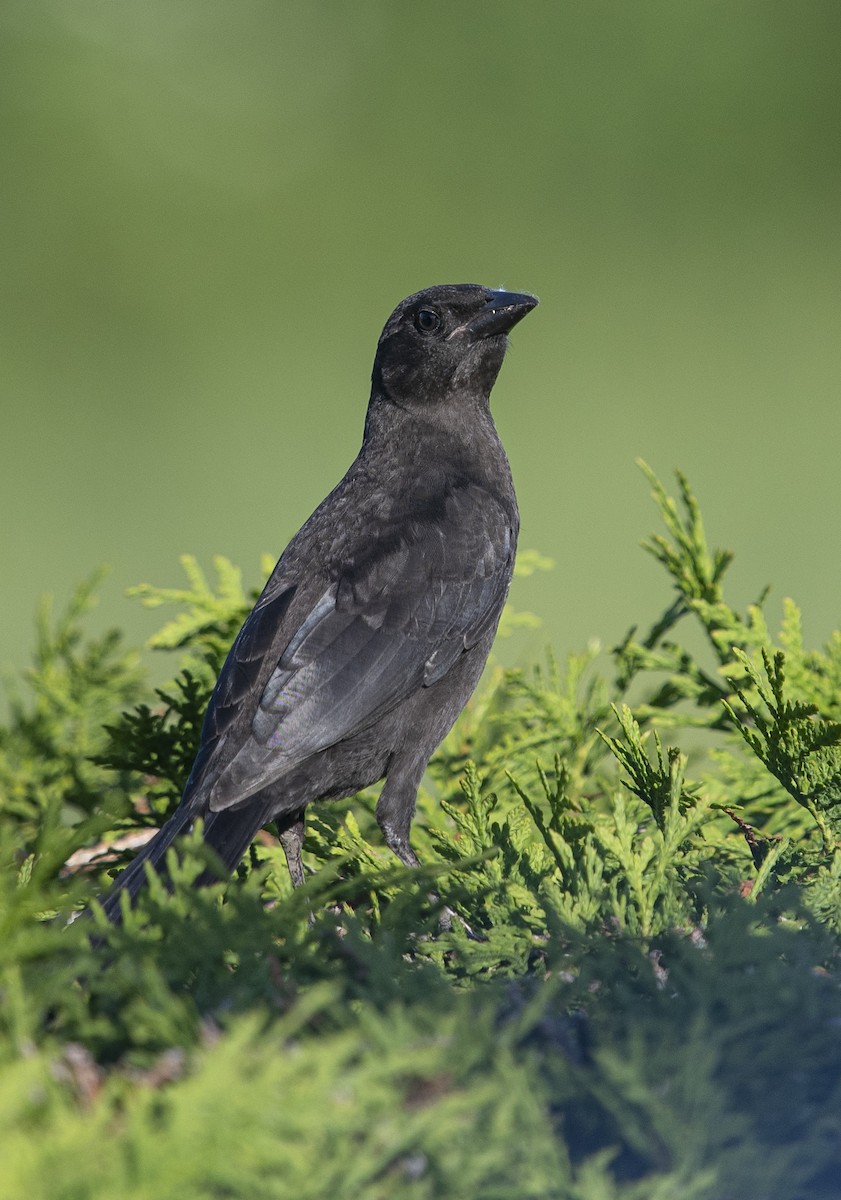 Common Grackle - ML620637028