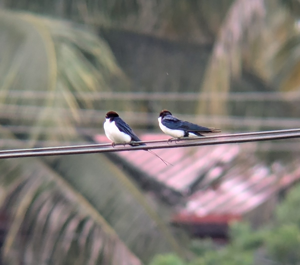 Wire-tailed Swallow - Kaushik Kalmady