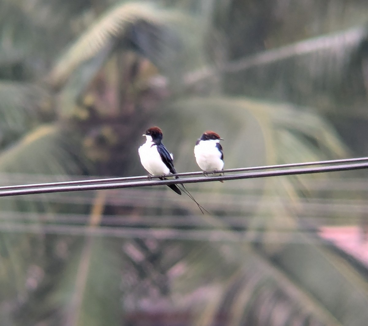 Wire-tailed Swallow - ML620637030