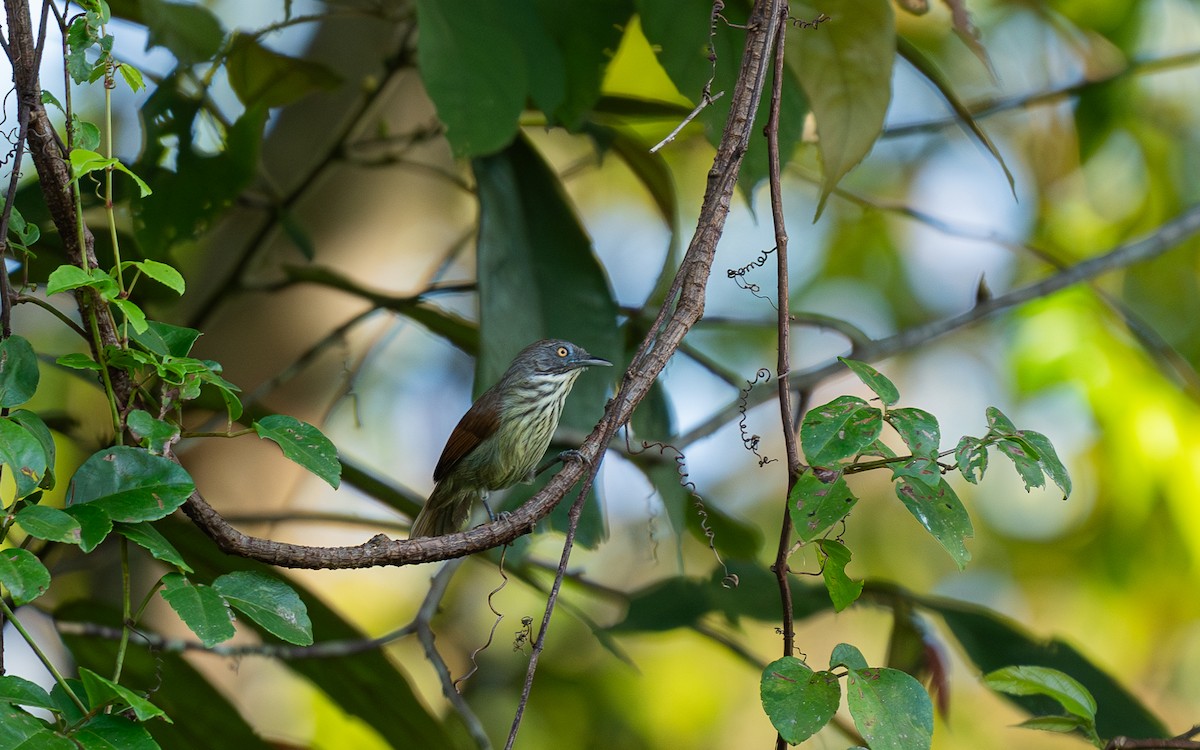 Bold-striped Tit-Babbler (Bold-striped) - ML620637031