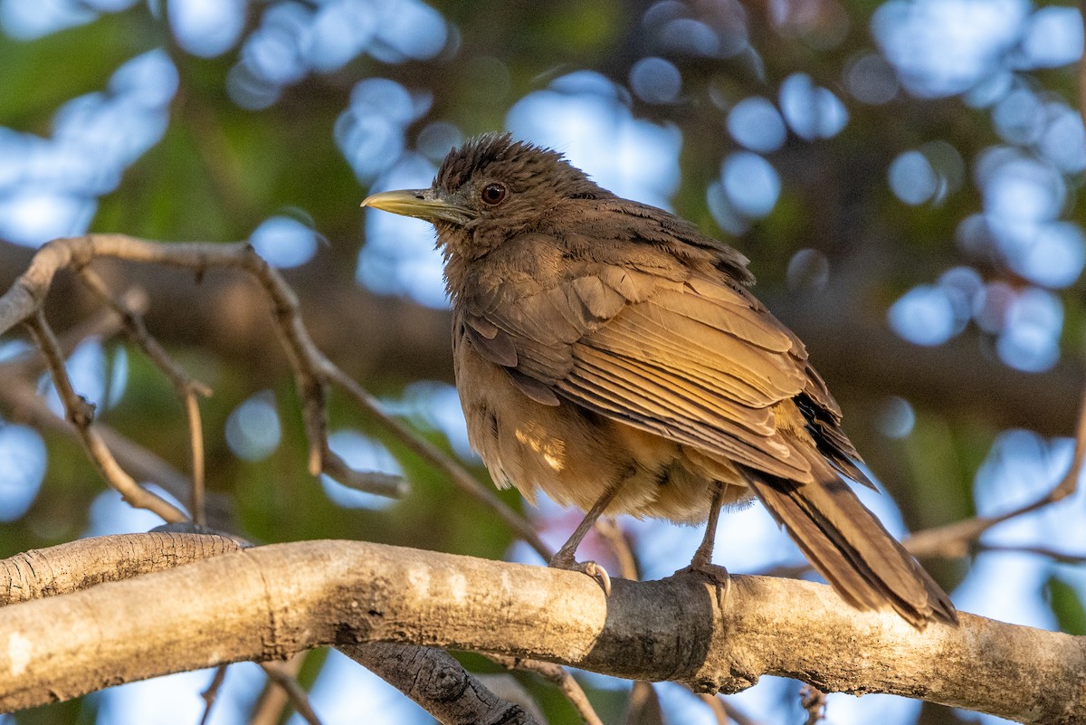 Clay-colored Thrush - ML620637032