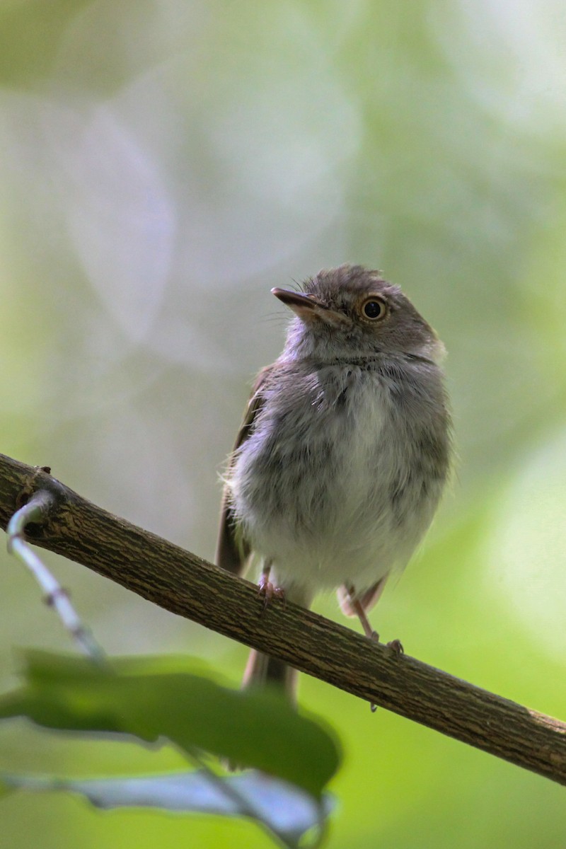 Pale-eyed Pygmy-Tyrant - ML620637033