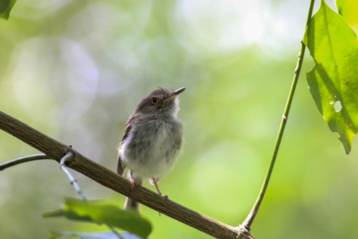 Pale-eyed Pygmy-Tyrant - ML620637035