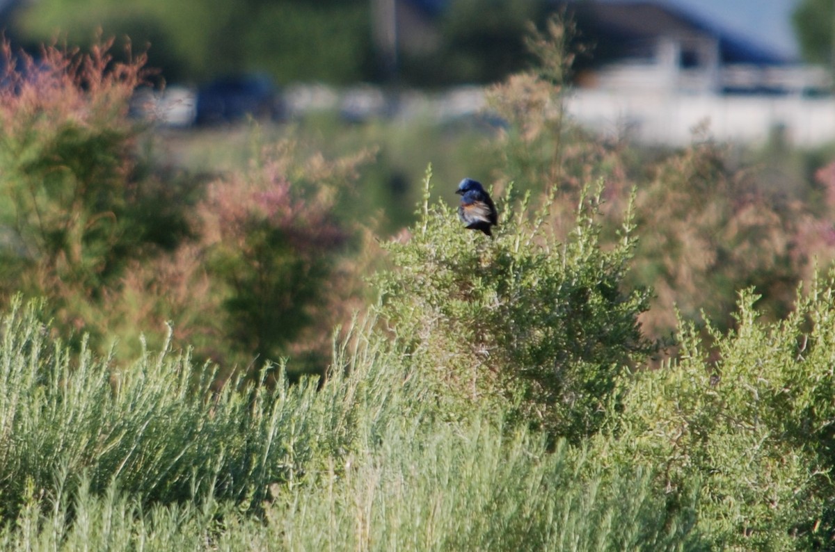 Lazuli Bunting - ML620637037