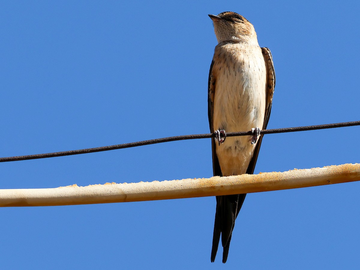 Red-rumped Swallow - ML620637038