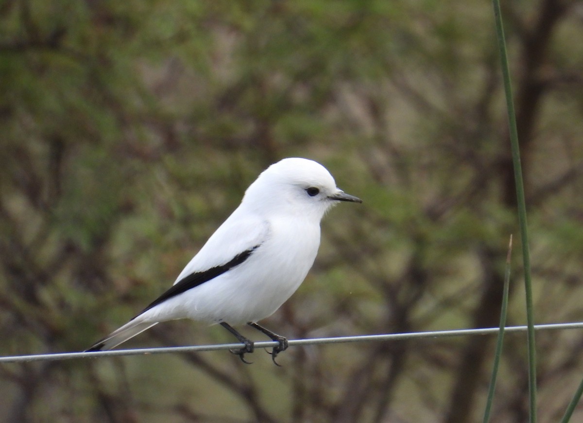 Monjita Blanca - ML620637039