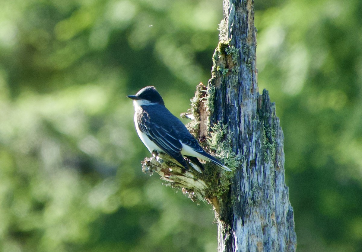 Eastern Kingbird - ML620637040