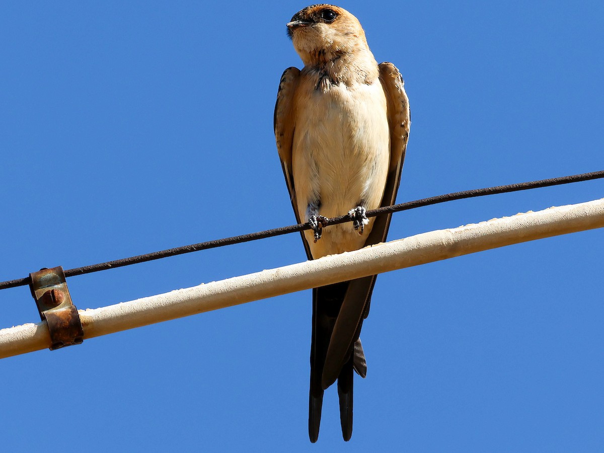 Red-rumped Swallow - ML620637041