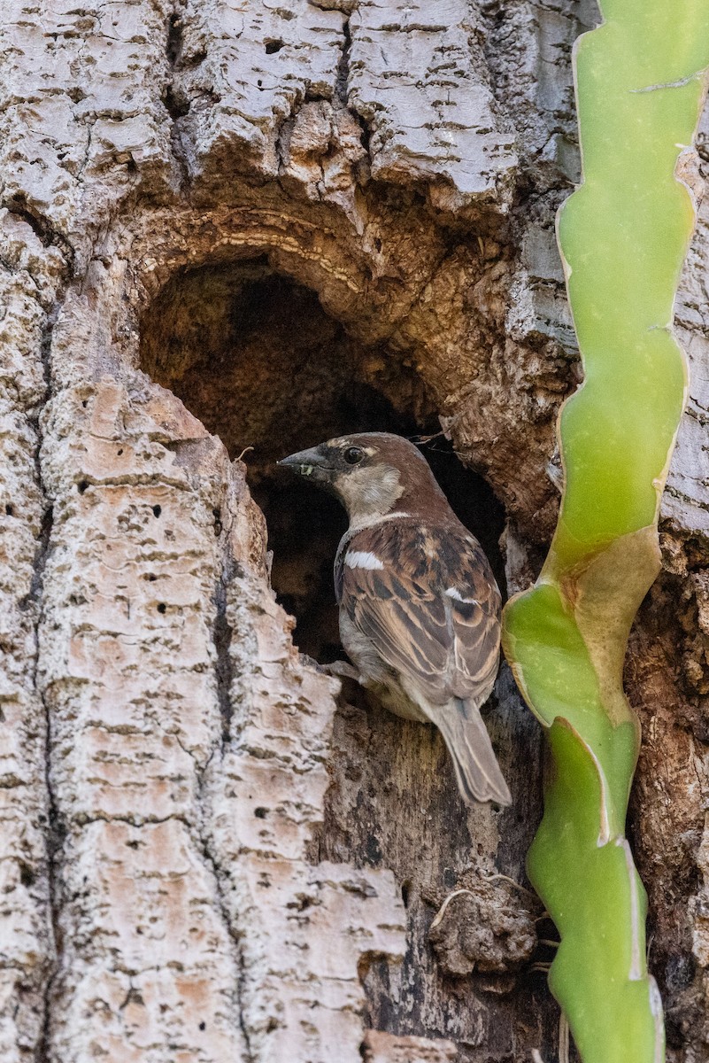 Moineau domestique - ML620637042