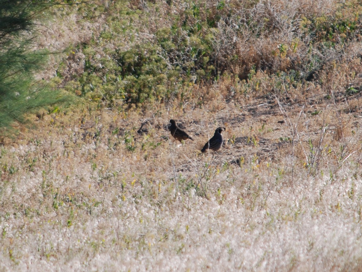 Gambel's Quail - ML620637043