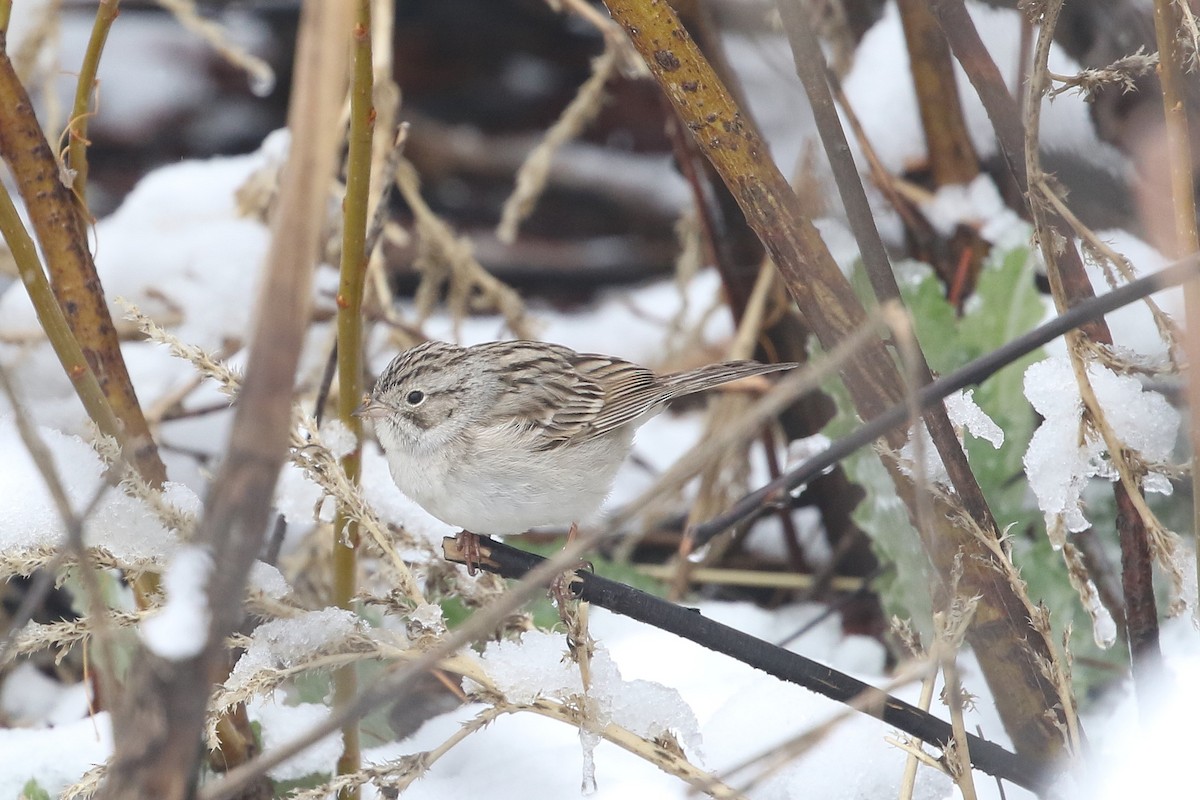 Brewer's Sparrow - ML620637044