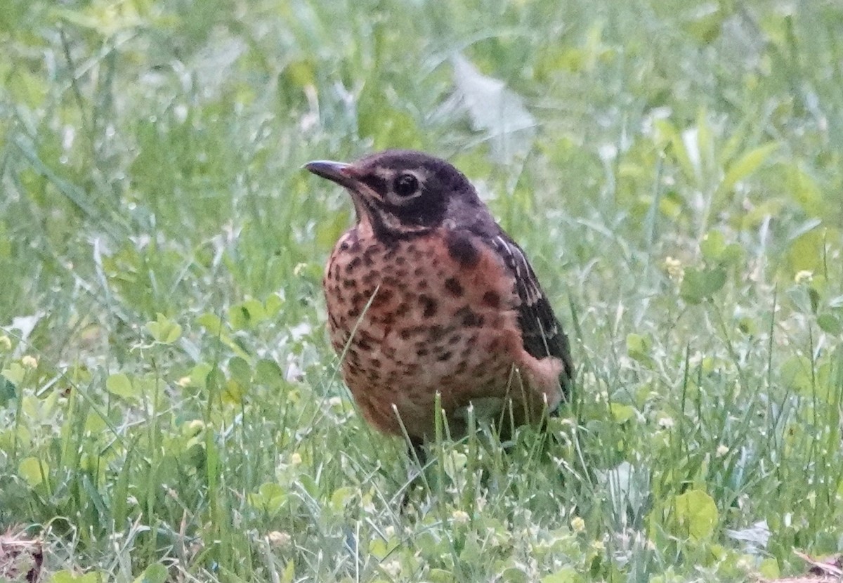 American Robin - ML620637045