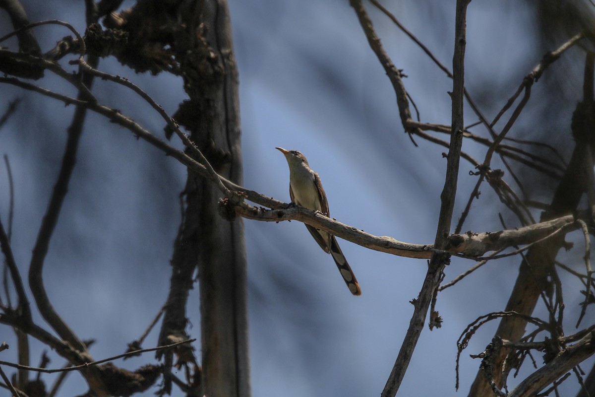 Yellow-billed Cuckoo - ML620637048